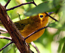 Mangrove Warbler