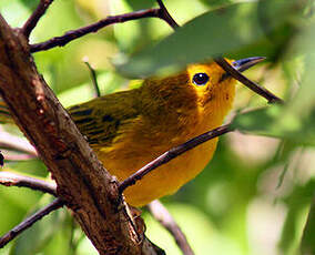 Paruline des mangroves