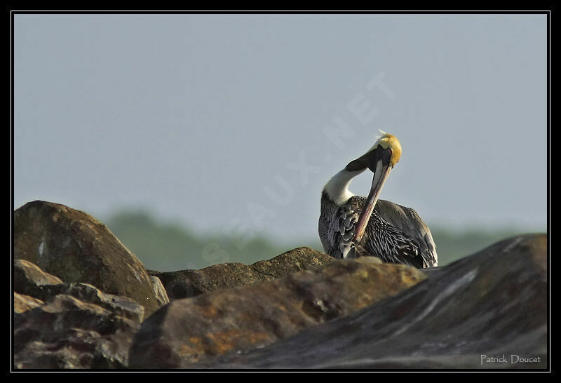 Brown Pelican