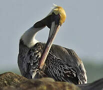 Brown Pelican