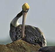 Brown Pelican