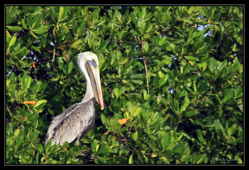 Brown Pelican