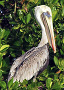 Brown Pelican