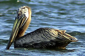 Brown Pelican