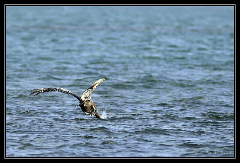 Brown Pelican