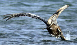 Brown Pelican