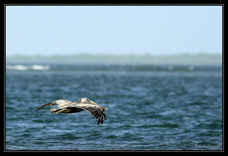 Brown Pelican