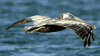 Brown Pelican