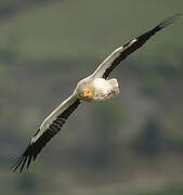 Egyptian Vulture