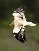 Egyptian Vulture