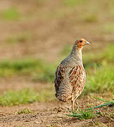 Grey Partridge