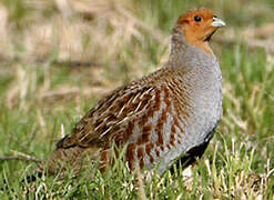 Grey Partridge