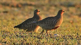 Grey Partridge