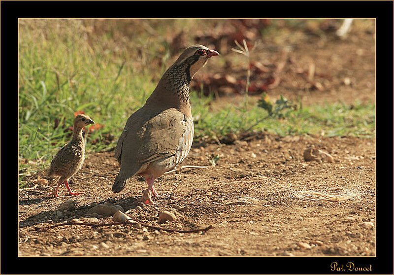 Red-legged Partridge