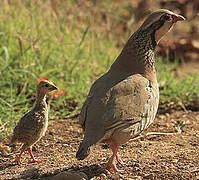 Red-legged Partridge