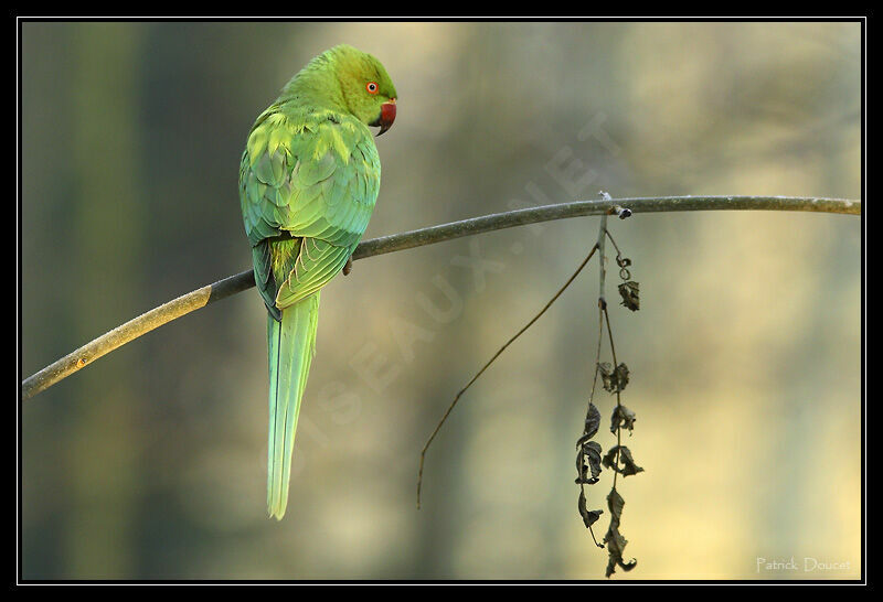 Rose-ringed Parakeet