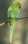 Rose-ringed Parakeet