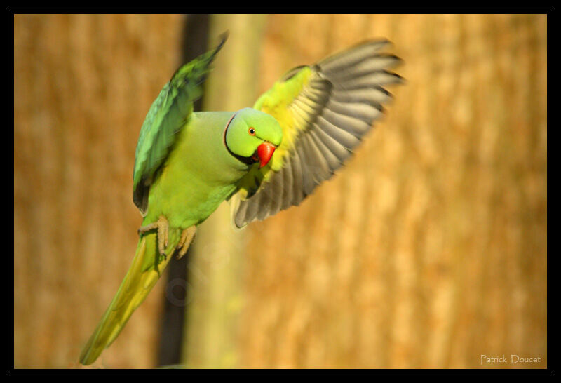 Rose-ringed Parakeet