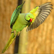 Rose-ringed Parakeet