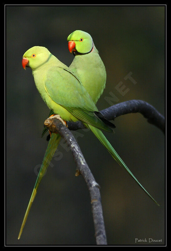 Rose-ringed Parakeet