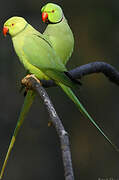 Rose-ringed Parakeet