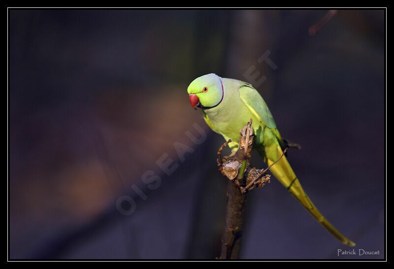 Rose-ringed Parakeet