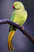 Rose-ringed Parakeet