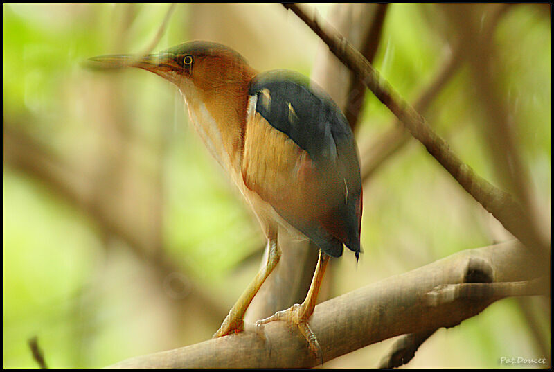 Least Bittern