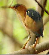 Least Bittern