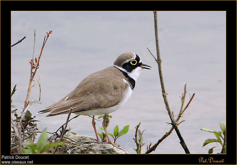 Little Ringed Plover male adult, identification