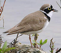 Little Ringed Plover