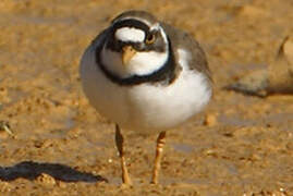 Little Ringed Plover