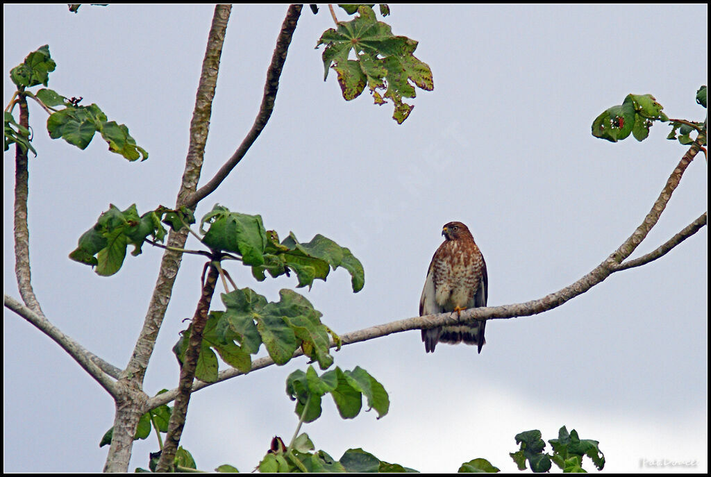 Broad-winged Hawk