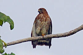 Broad-winged Hawk