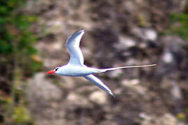 Red-billed Tropicbird