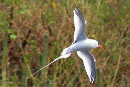 Red-billed Tropicbird