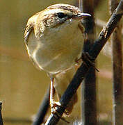 Sedge Warbler