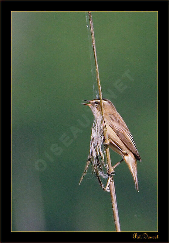 Sedge Warbler