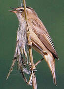 Sedge Warbler