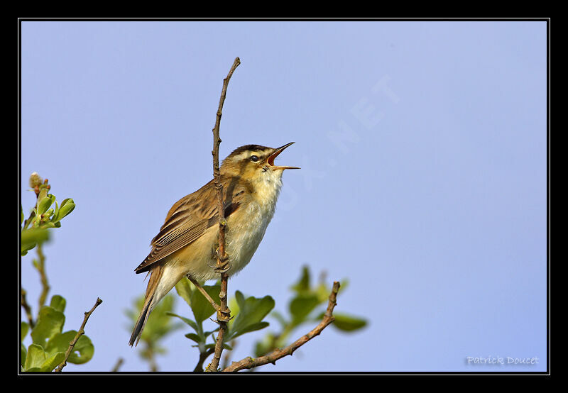 Sedge Warbler