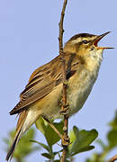 Sedge Warbler