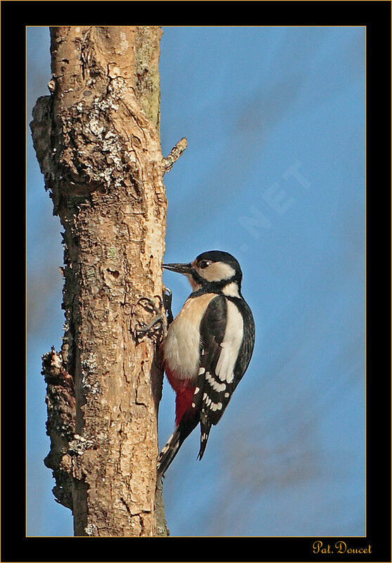 Great Spotted Woodpecker