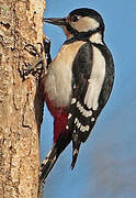 Great Spotted Woodpecker