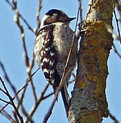 Lesser Spotted Woodpecker