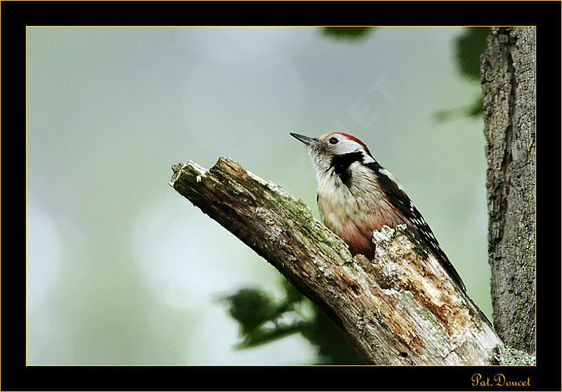 Middle Spotted Woodpecker