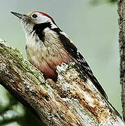 Middle Spotted Woodpecker