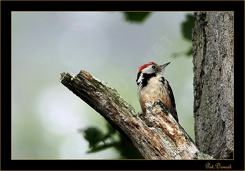 Middle Spotted Woodpecker