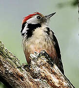 Middle Spotted Woodpecker