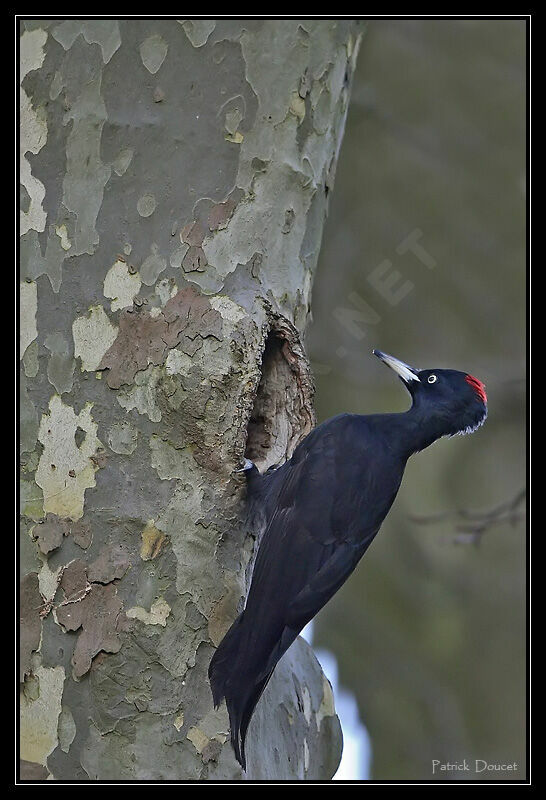 Black Woodpecker