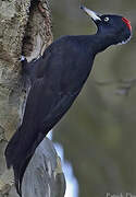 Black Woodpecker